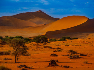 Fototapeta na wymiar Contrasting Dune in the Afternoon Sun. Namibia Desert, Namibia