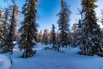 lapland forest