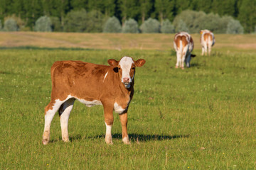 Calf on the floral meadow