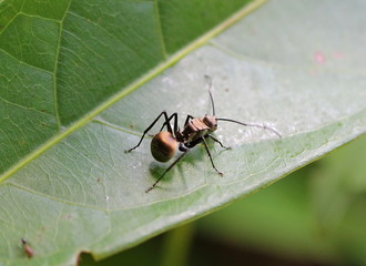 ant