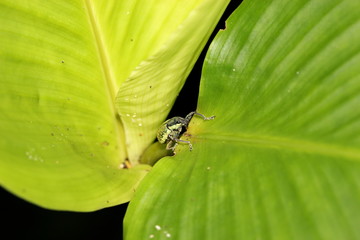 green weevil