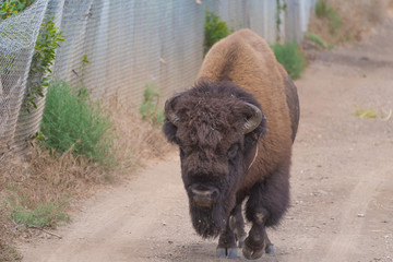 Wild bison on dirt road on Catalina Island © Stuart Holmes