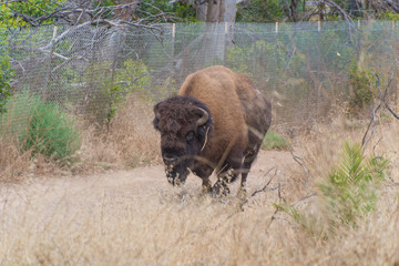 Wild bison on dirt road on Catalina Island