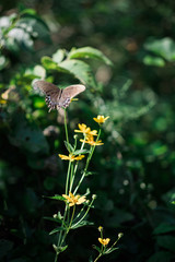 Butterfly on Flower