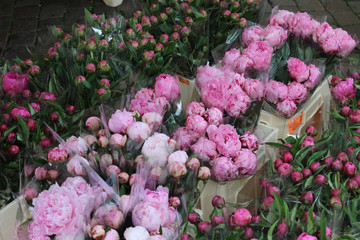 Peonies at the Florist's