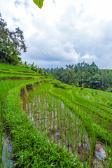Fototapeta na wymiar Landscape with Rice Field and Jungle, Bali