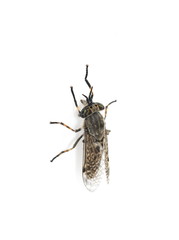 Bloodsucking Horse Fly cleg Haematopota on white background