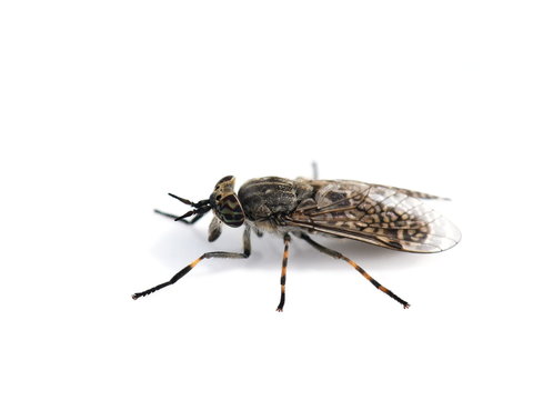 Bloodsucking Horse Fly cleg Haematopota on white background