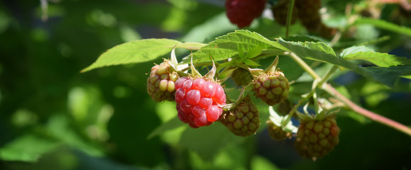 red fragrant raspberry