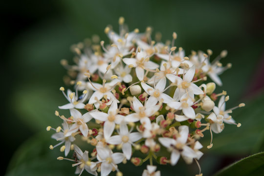 Tiny White Flowers