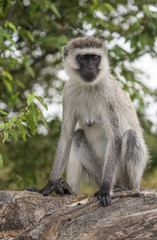 The monkey sitting on a rock in Masai Mara Park