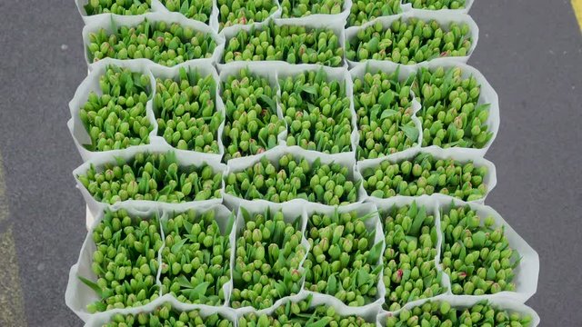 1121_Over_the_top_view_of_the_green_fresh_flowers.mov