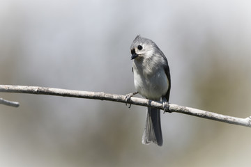 titmouse