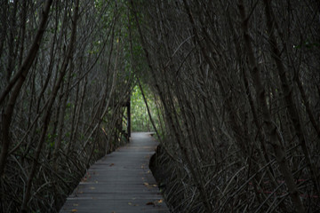 Fototapeta premium Mangrove forest Boardwalk