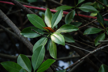 Mangrove forest Boardwalk