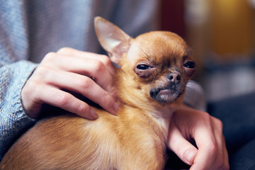 Chihuahua arrogant