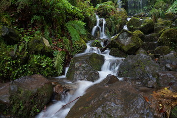 Narrow white stream of water flows between wet stones and lush tropical vegetation. The water running down in several little trickles.