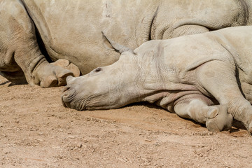 An lying young rhino