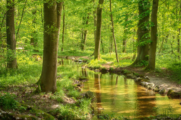 Fototapeta na wymiar River in a green forest. Idyllic green park with ray of light by small river stream. Nymphenburg park, Munich, Germany