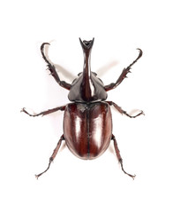 Fototapeta premium Rhinoceros beetle, Rhino beetle, Hercules beetle