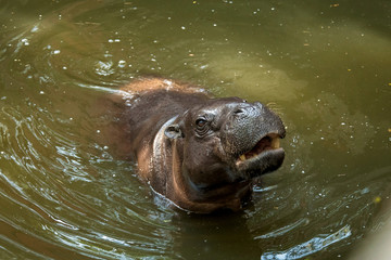 close up hippo face on the water