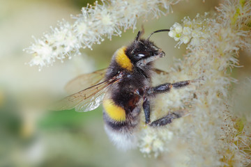 Hummel