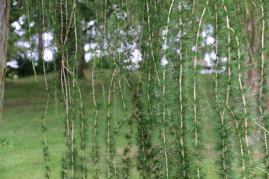 Pine Needle Curtain