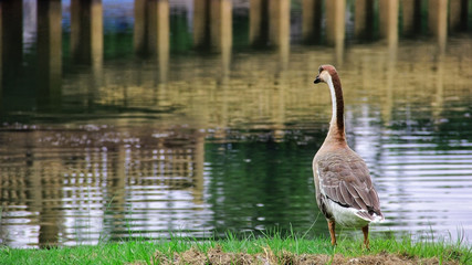 lonely goose