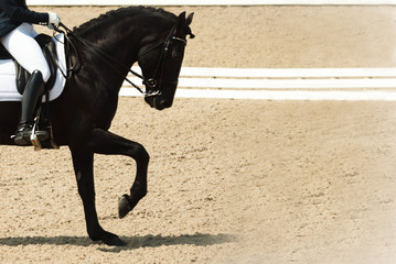 Dressage horse and rider. Black horse portrait during dressage competition. Advanced dressage test. Copy space for your text.  - obrazy, fototapety, plakaty