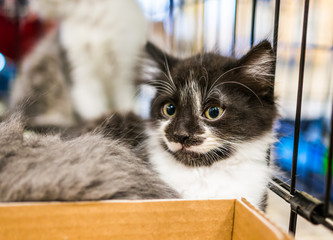 Portrait of one black and white tiny kitten in cage waiting for adoption