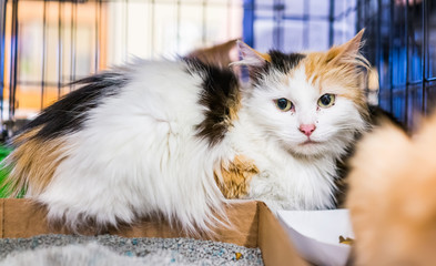 Portrait of one sad white calico cat in cage waiting for adoption