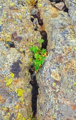 Alpen-Frauenmantel (Alchemilla alpina) wächst in Felsspalt, Flechten auf Steinen, am Ufer des Lagarfjót, Ostisland/ Ostfjorde, Island/ Iceland, Europa 