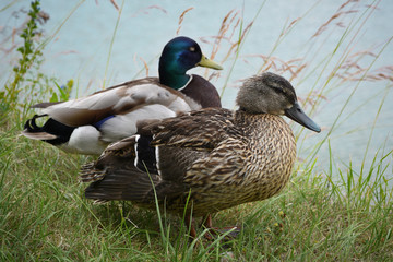 Pair of mallard ducks on the shore. Iridescent speculum feathers of the male
