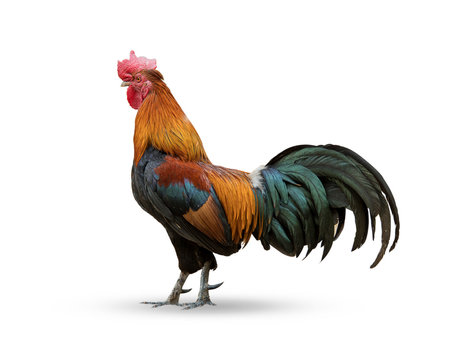 Thailand male chicken rooster