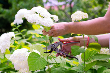 Woman cut a bouquet of flowers white hydrangeas with pruning scissors