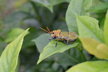 Orange grasshopper photo for your insect projects or biology publications.