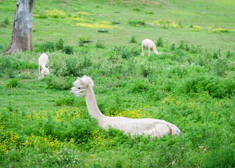 Naklejka premium Three shaved Alpacas (Vicugna pacos) laying down on the grass, or eating, surrounded by flowers