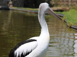 Australian pelican (Pelecanus conspicillatus)