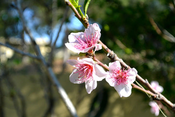 Flor de nectarina