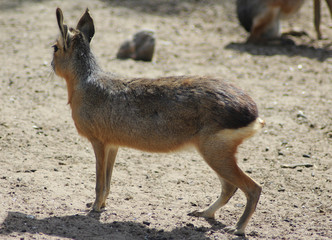 Pagonian Mara (Dolichotis patagonum)