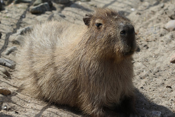 Capybara (Hydrochoerus hydrochaeris)