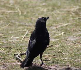 Western jackdaw (Corvus monedula)