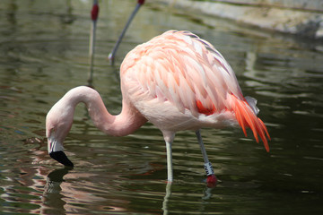 Group Chilean flamingo