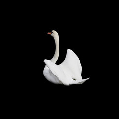 White swan isolated on black