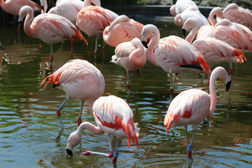 Group Chilean flamingo
