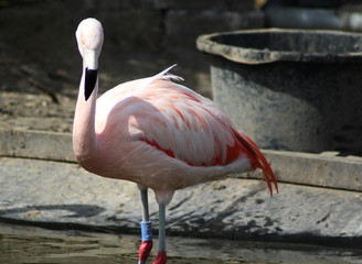 Fototapeta na wymiar chilean flamingo group