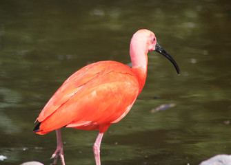 Red ibis by lake