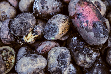 Spoiled rotten potato. Crop failure, bad harvest concept. Agricultural background.