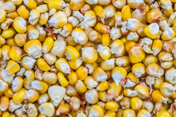 Dried grains of corn crop close-up. Agricultural background.