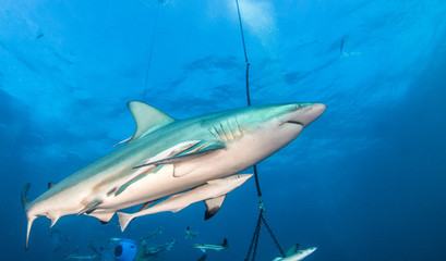 Blacktip shark